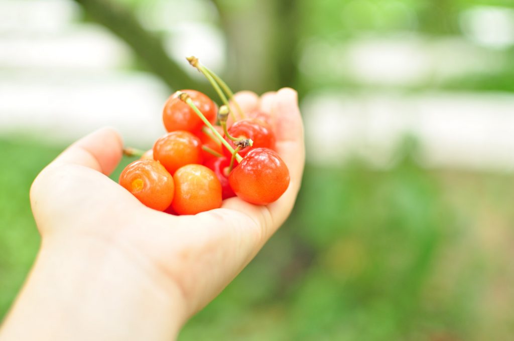旬到来!食べ比べも楽しい山形の「さくらんぼ」 - 記事の写真 旬到来!食べ比べも楽しい山形の「さくらんぼ」 - 記事の写真