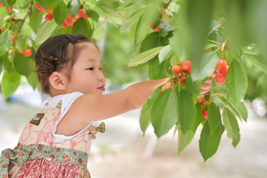 旬到来!食べ比べも楽しい山形の「さくらんぼ」 - 記事の写真 旬到来!食べ比べも楽しい山形の「さくらんぼ」 - 記事の写真