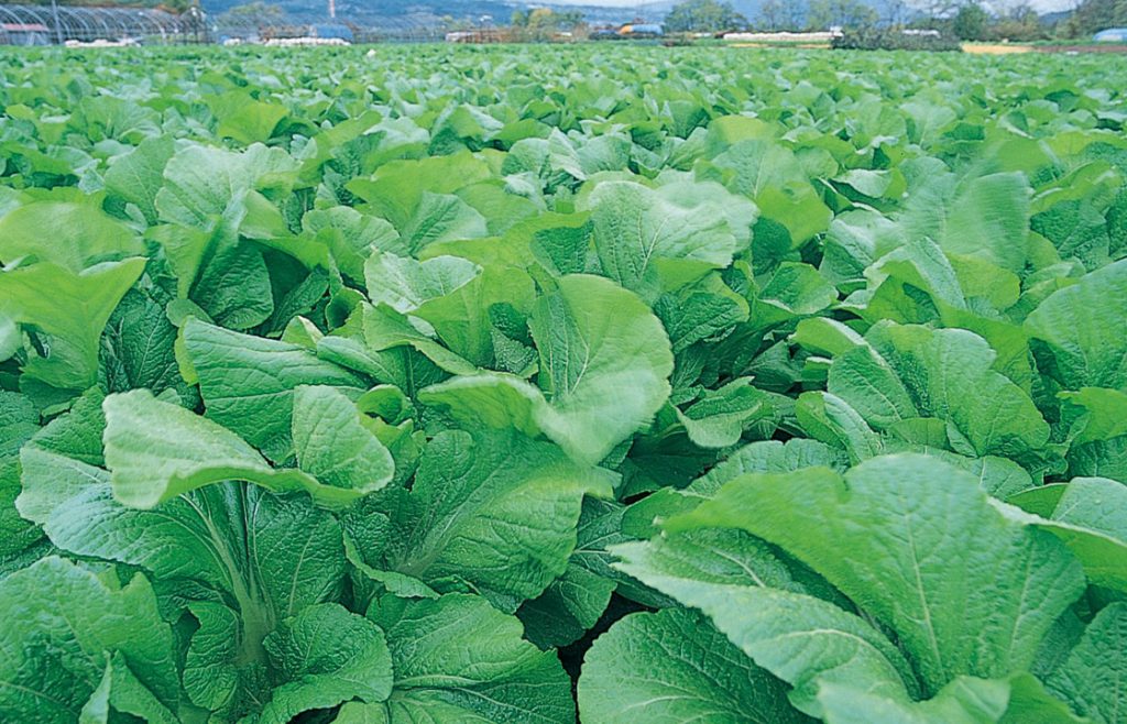 山形の冬が生んだ香物、おみ漬 - 記事の写真