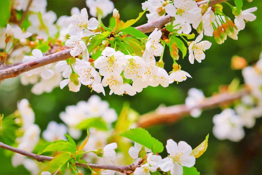 春を待つ、山形のお花見リレー