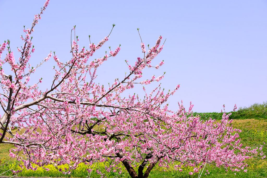 春を待つ、山形のお花見リレー - 記事の写真 春を待つ、山形のお花見リレー - 記事の写真