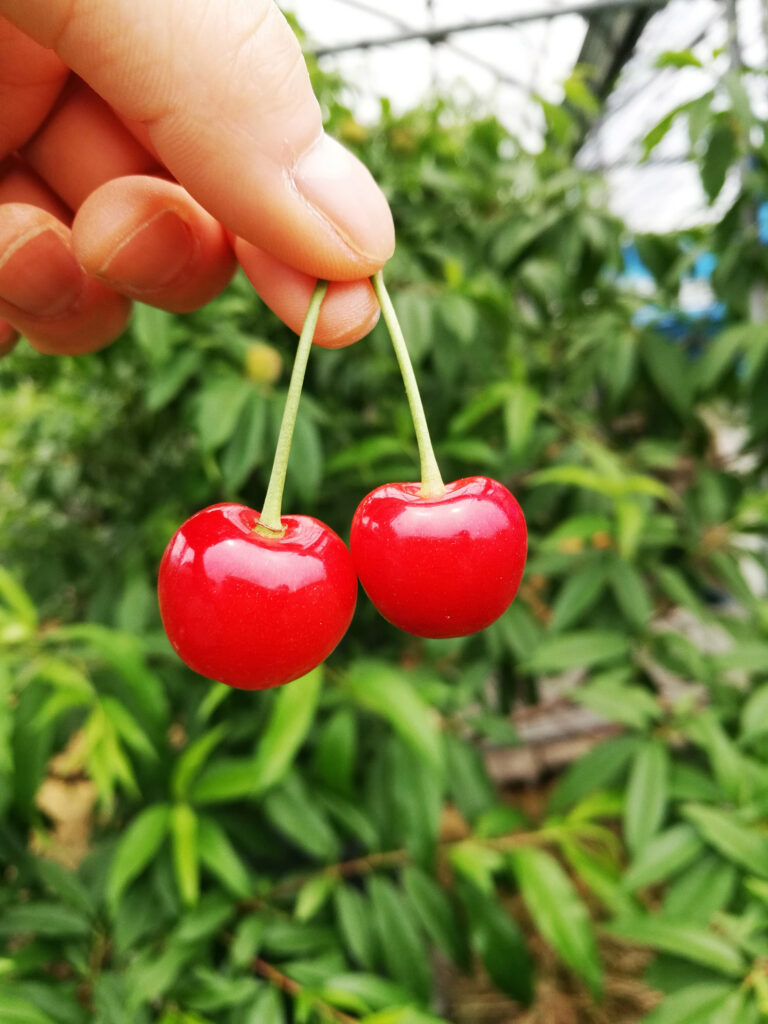 初夏だけの味わい！山形の「さくらんぼ」 - 記事の写真