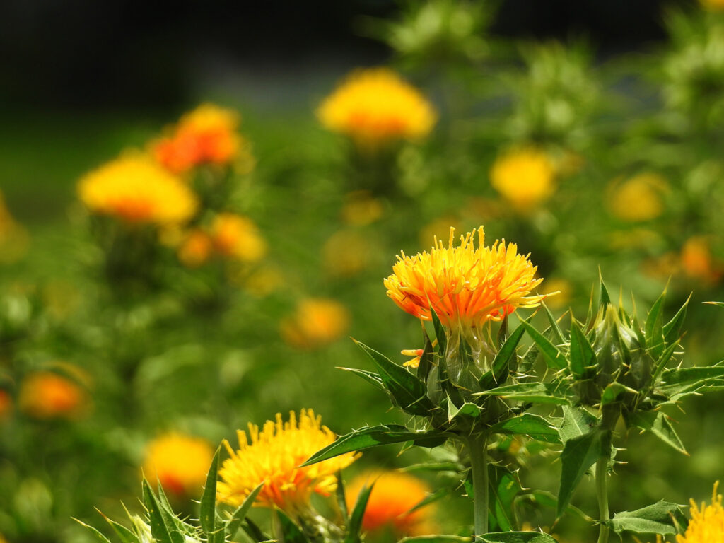 3年ぶりの開催です!おばなざわ花笠まつり - 記事の写真 3年ぶりの開催です!おばなざわ花笠まつり - 記事の写真