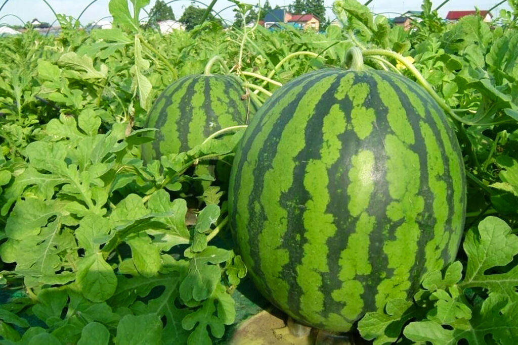 すいか七変化！産地ならではのおすすめ土産