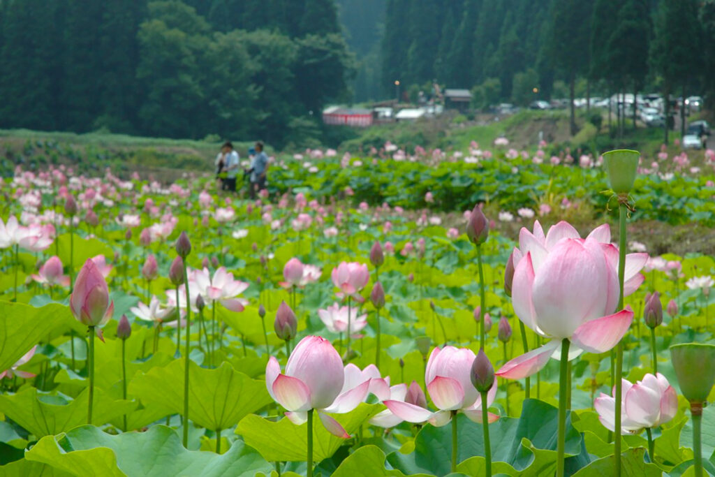 【銀山温泉】夏の見どころ＆ご当地グルメ - 記事の写真